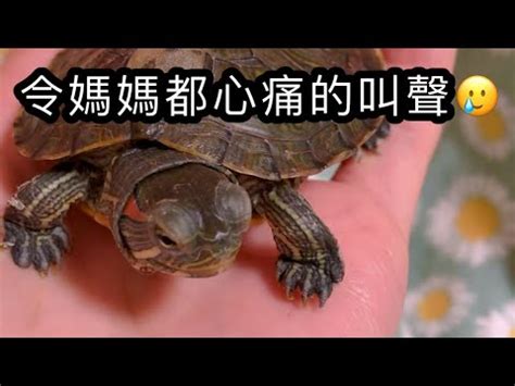 烏龜會笑嗎？|烏龜表情全解析